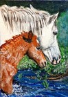 Aceo Original Miniature Painting Horses Mare and Foal Crossing the River Mustang