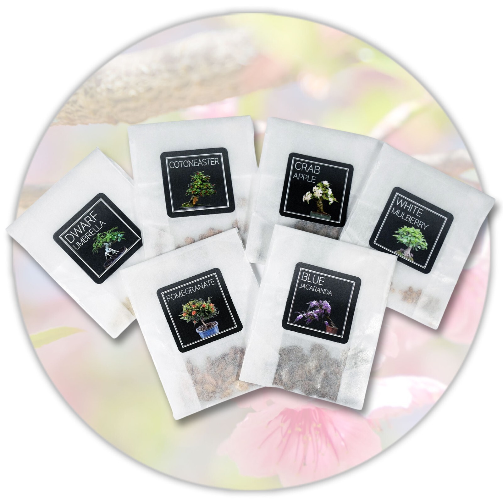 Flowering Bonsai Seed Collection | Grow 6 Bonsai Trees | Perfect for Beginners
