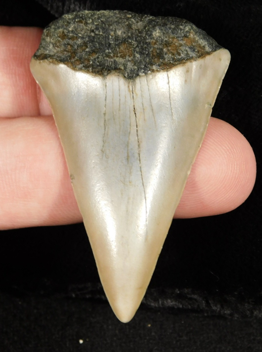 LARGER! Ancestral Great WHITE SHARK Tooth Fossil 100% Natural 7.88