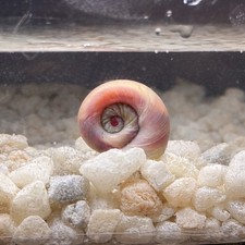 10 Ramshorn Snails Pink