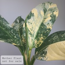 RARE! Dieffenbachia - 'Big Ben' - HIGHLY Variegated, 2-LEAF Young Plant, Potted