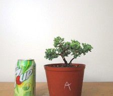 Dwarf Japanese Juniper for beginner friendly shohin mame bonsai tree A