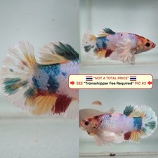 Live Betta Fish Thailand -- Candy Dumbo HMPK Female