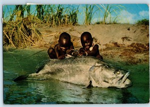 Kenya A Big Catch Boys With Giant Nile Perch Fish Vintage Postcard Ebay