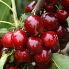 Süßkirsche `Regina´ Kirschbaum auf Gisela5, 120-140cm im 10L-Topf