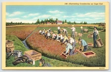 Postcard Harvesting Cranberries On Cape Cod Farmers Massachusetts Unposted