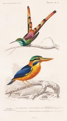 Colibris Kolibris Dacelo kookaburra bird Vögel engraving Stahlstich Orbigny 1861