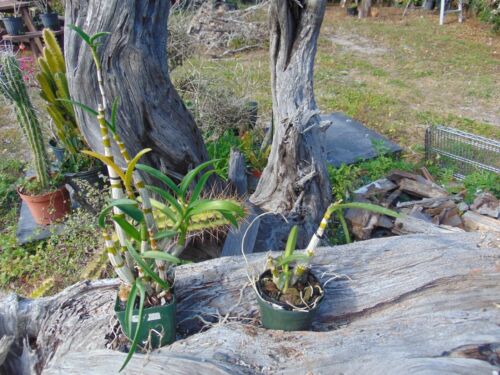 Den. QF Hawaiian Magic and Den. QF Canal Boat Bloom size 4" pot 2 PLANTS
