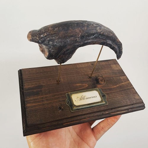 Griffe Dinosaure Allosaure Allosaurus socle bois replique Dinosaur Fossil claw - Foto 2 di 4