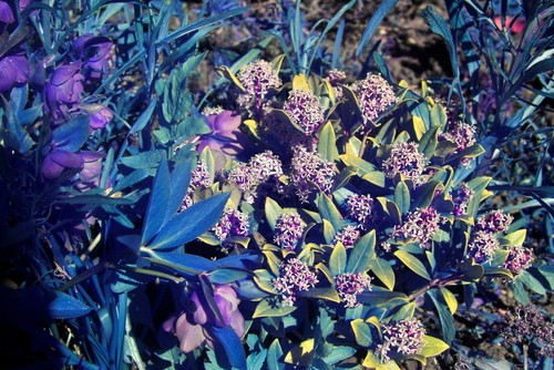 INFRARED Nikon D40x! RICH FALSE COLOR IR | CCD 10MP | Full spectrum IR DSLR - Picture 7 of 22