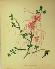 Original Old Antique Print Lesser Dodder Plant C1880 Botanical Colour