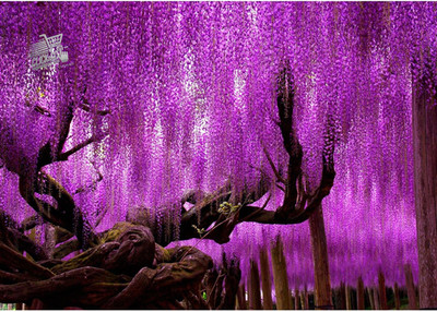 Modern Forest Tree Photographic Wallpaper Fleece Living Room Bedroom