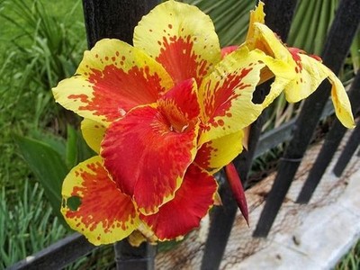 Pretty Imported Double Canna Lily Red & Green Colour Flower Bulb Pack Of 3 Bulb