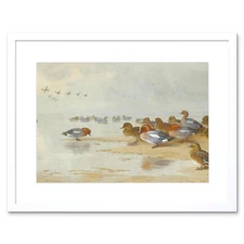 Painting Birds Ducks Thorburn Wigeon Teal Beach Framed Wall Art Print