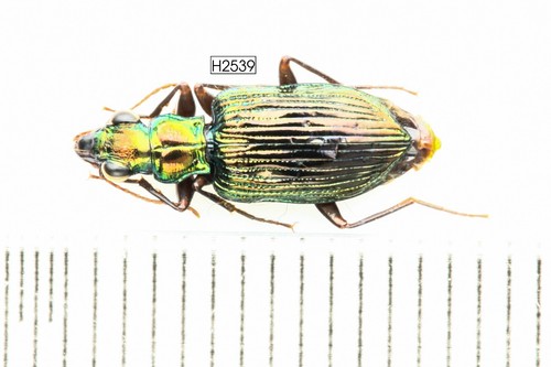 KÄFER, INSEKT - H2539. Carabidae - VIETNAM - Bild 3 von 3