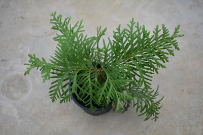 Thuja Samen Thuja occidentalis 50 Stck Lebensbaum Hecke Strauch * | eBay.de