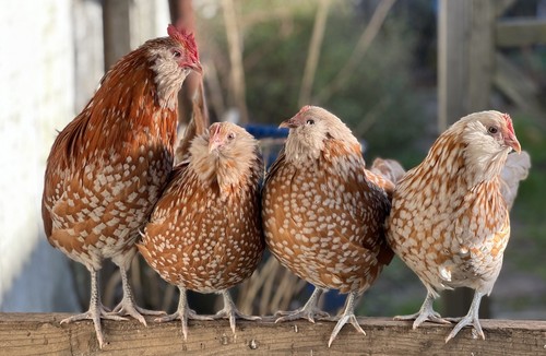 6 Eier Thüringer TOM’S EGGS Hühner Gämsen gesprenkelt, seltene Rasse Bantams