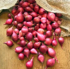 Karmen Red Onion Sets (Bulbs) | Day Neutral Onions Seeds For 2025 Fast Shipping