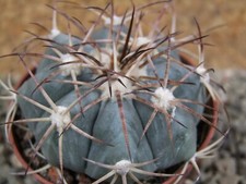 6a101 Echinocactus horizonthalonius, vaso 7 cm