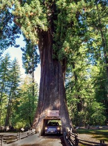 Coastal Redwood Seeds | eBay