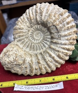 Large Natural Ammonite Fossil Specimen France/Morocco 4” X 5”