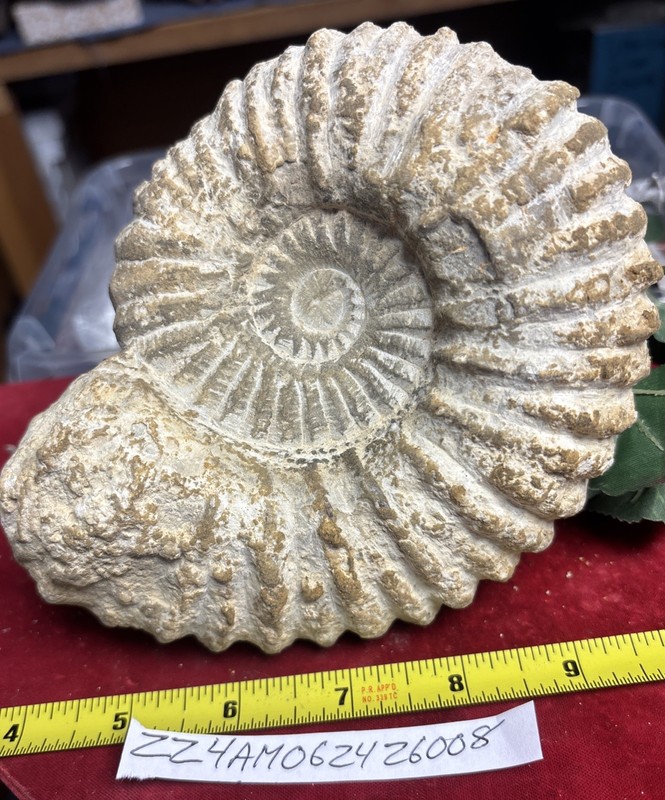 Large Natural Ammonite Fossil Specimen France/Morocco 4” X 5”