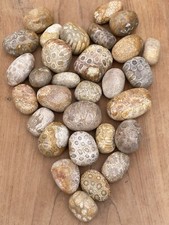 Fossilised Coral Tumblestone AAA+