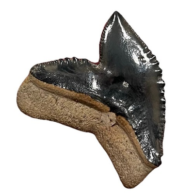 #ad #ad Superb Golden Beach Tiger Shark Tooth 1” Fossil Florida $10.00