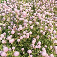 40 Gomphrena Frosty Pink seeds