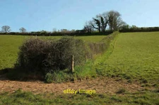 Photo 12x8 Field boundary east of Hood Manor Shinner's Bridge A fenced hed c2021