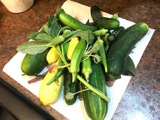 Homegrown Homestead ADAPTABLE SEEDS  Diverse Landrace Breeding Projects USA 