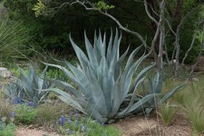 Austin Texas Lady Bird Johnson Wildflower Center 2014 Agave Garden Scene