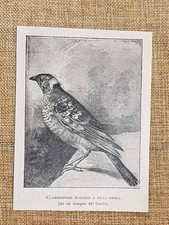 Clamidoforo maschio a nuca rosea Disegno di Gould Ornitologia Stampa del 1899