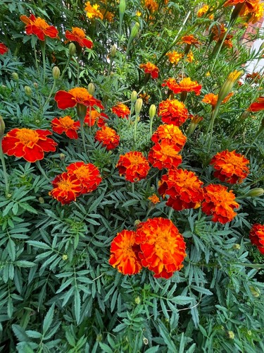 100+ Red and Gold French Marigold Flower Seeds Canada Container Gardening - Picture 7 of 11