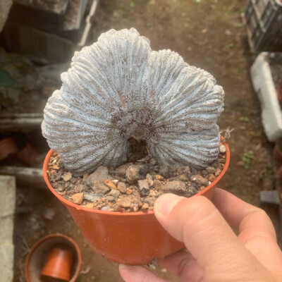 10CM Succulent Cactus Plant Astrophytum Myriostigma Onzuka Cristata Cactaceae