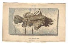 Matted - Antique Hand Colored Print (1835) – "Lates Gracilis. Agrass"