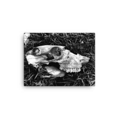 Revision Canvas Wall Art | Black & White Cow Skull Photography | Fade-Resistant,