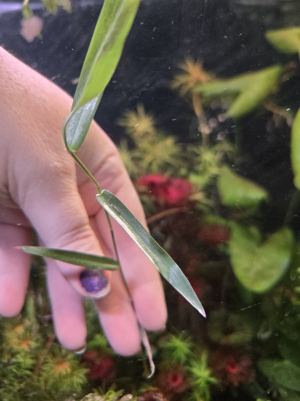 Poaoeae Purple Bamboo RARE 2 Stems