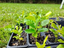 Meyer Lemon Tree 3 to 6 inch - MICHIGAN GROWN! Organic, Non-GMO