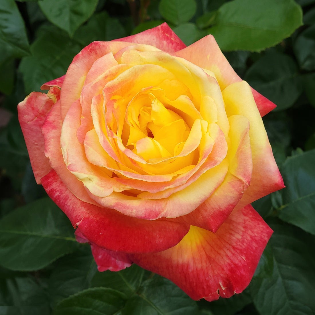 Graines de rosier rouge et jaune bicolore pour fleurir vos balcons et massifs
