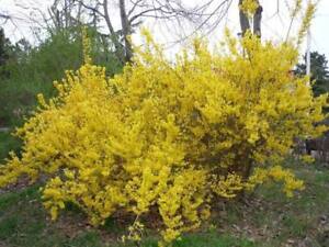 Weeping Forsythia Forsythia Suspensa 50 Seeds Ebay