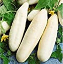 White Wonder Cucumbers Seeds (((25 Seed Packet))) (More Heirloom, Organic, Non G