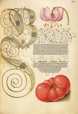 Mira Calligraphiae Monumenta: ''Martagon Lily and Tomato'' - Giclee Fine Art Print