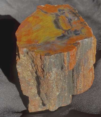 Petrified Rainbow Wood w/Bark Polished Colorful Specimen 2.3 LBS - 1000 Grams Az