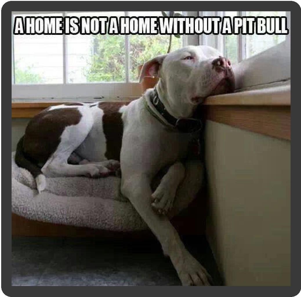 Dog Pitbull A Home Isn't A Home Refrigerator Magnet