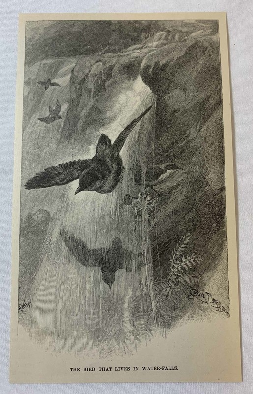 1889 magazine engraving ~ THE BIRD THAT LIVES IN WATERFALLS
