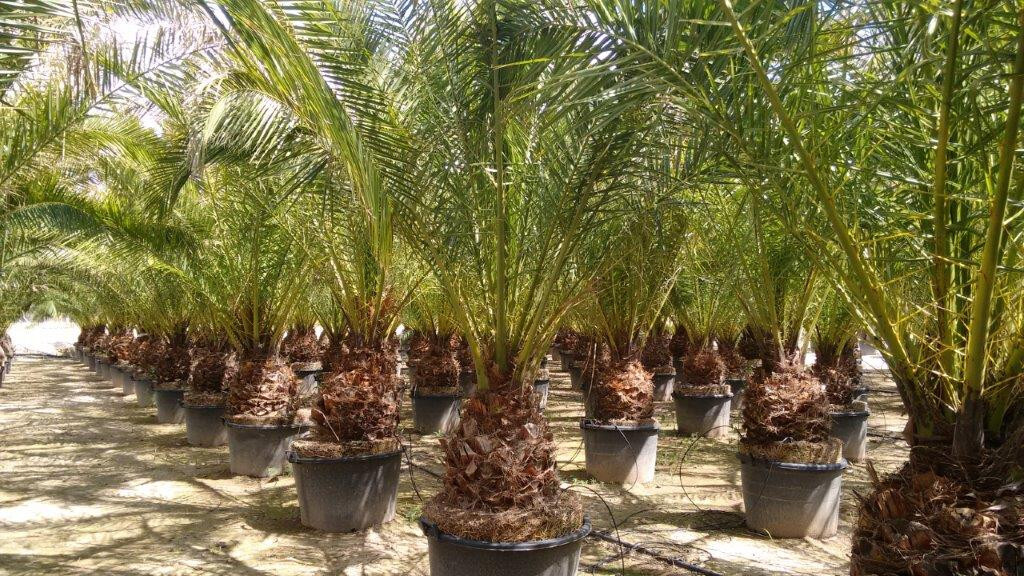 Palme Phoenix Canariensis HÖHE 3 Meter Winterhart 12 Grad Spitzen