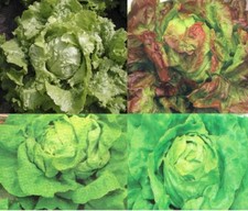 4 SACHETS DE 400 GRAINES DE SALADE LAITUE, BATAVIA, CHICOREE BIO PARMI 12 CHOIX