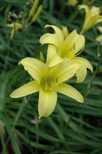 2 - HYPERION DAYLILY Perennial Flower Bulb Bare Root Plants