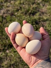 5 Serama hatching eggs  Chocolate Fertile